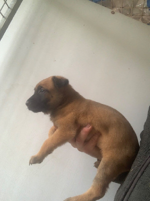 CHIOT 6