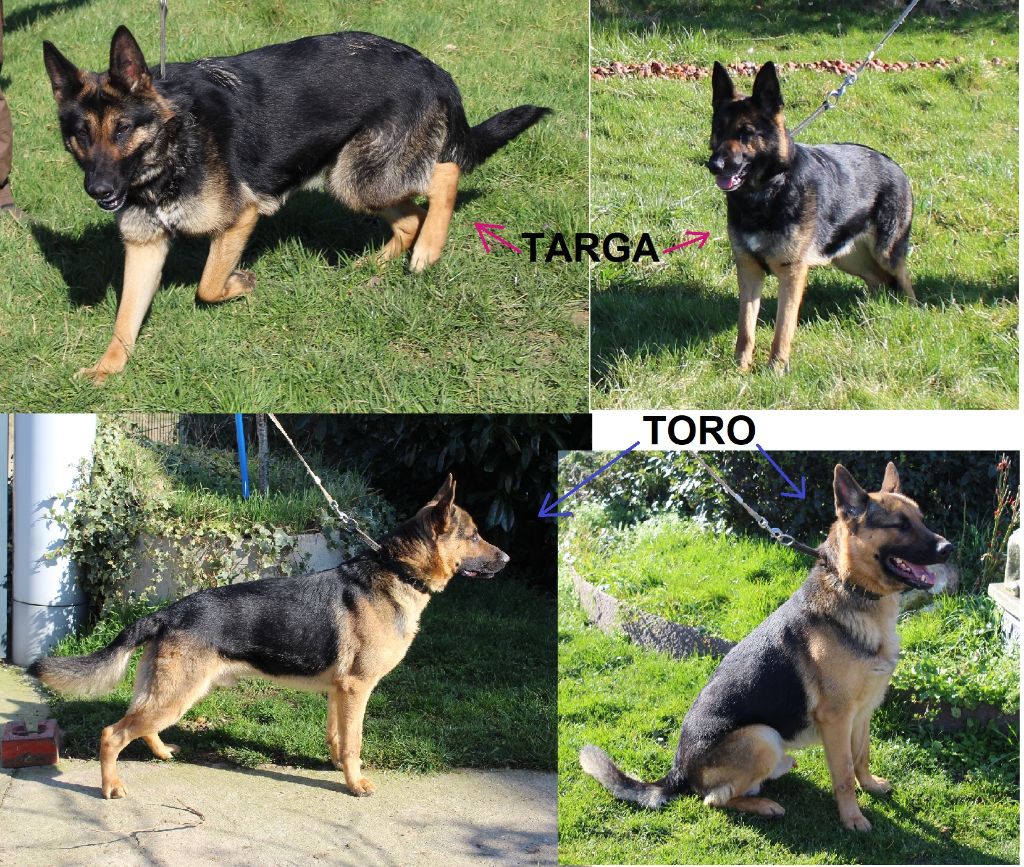 Toro des Crocs de Heurtevent