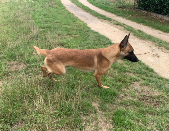 Utan Du blason à croix d'argent