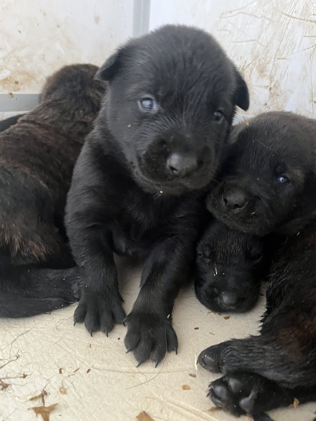 Du blason à croix d'argent - Berger hollandais - Portée née le 30/01/2026