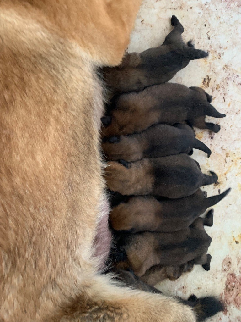 Du blason à croix d'argent - Chiots disponibles - Berger Belge