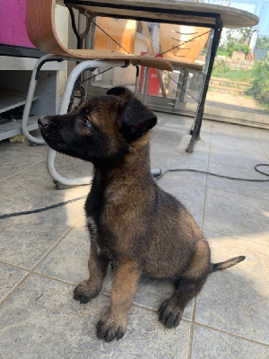 CHIOT 2