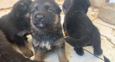 CHIOT 6