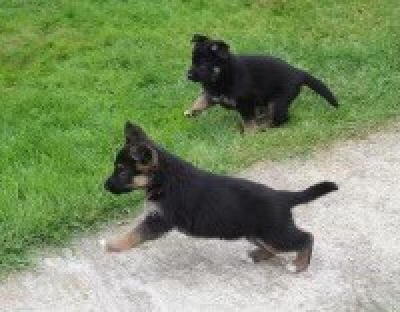 CHIOT 4