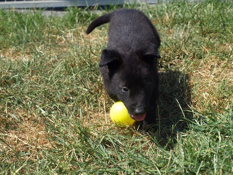 Du blason à croix d'argent - Berger hollandais - Portée née le 27/04/2015