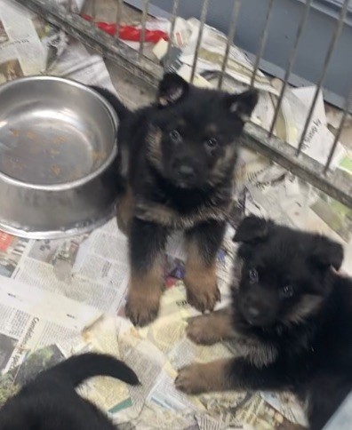 Du blason à croix d'argent - Chiots disponibles - Berger Allemand