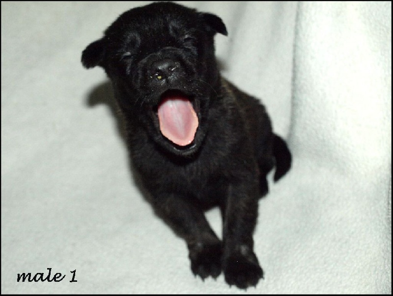 Du blason à croix d'argent - Berger hollandais - Portée née le 15/01/2016