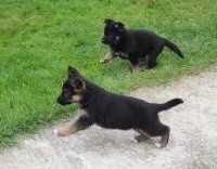 Du blason à croix d'argent - Chiots disponibles - Berger Allemand